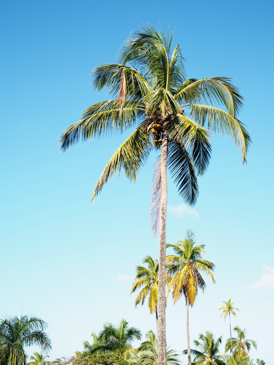 StyleAndMinimalism | Travel | Antigua | At Cocobay Resort